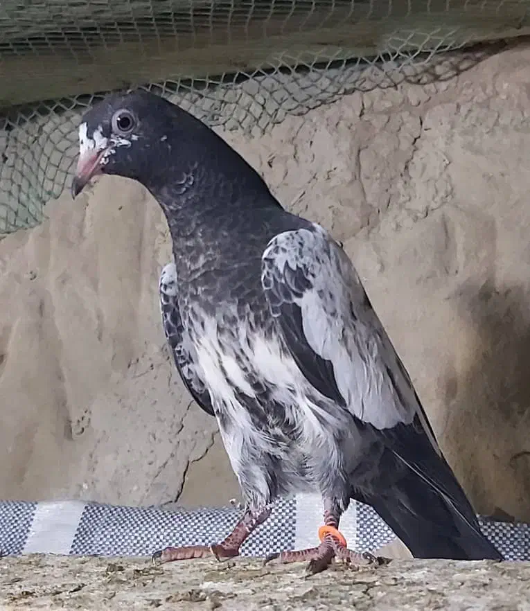 پاکستانی کبوتر دو رقمی هوش قوی با گارانتی|پرنده|فشم, |دیوار