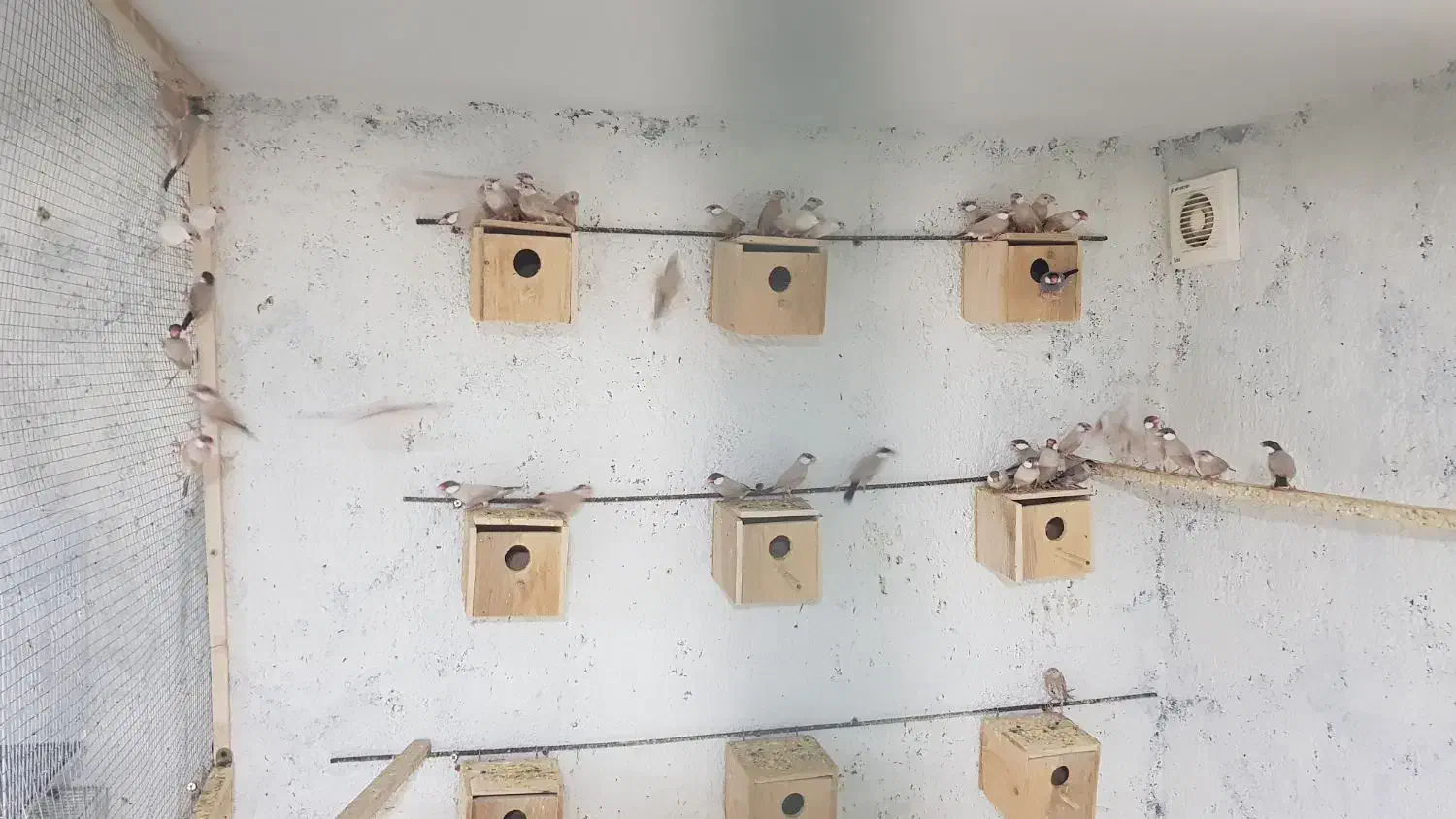 فنچ نرگسی|پرنده|تهران, مشیریه|دیوار