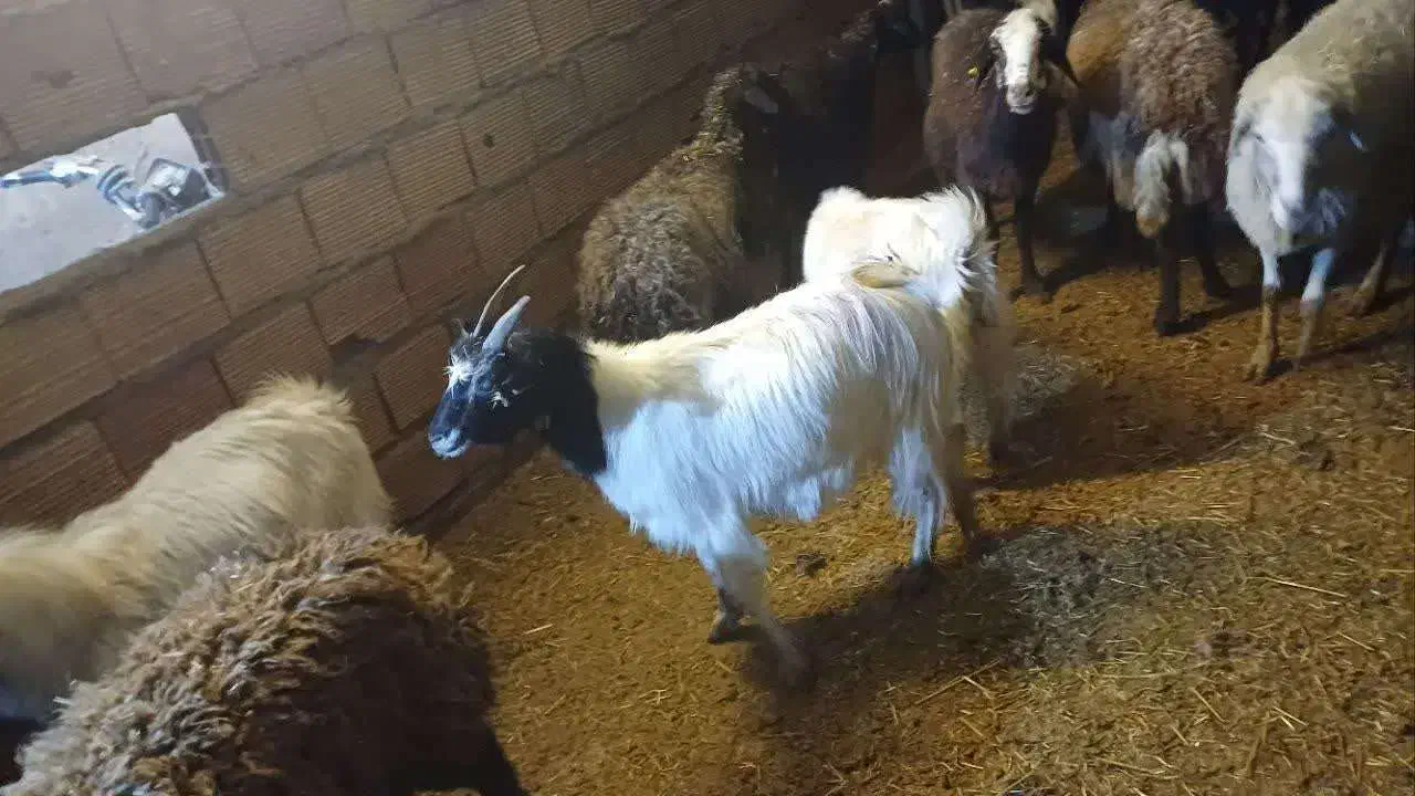 بز چپش|حیوانات مزرعه|لواسان, |دیوار