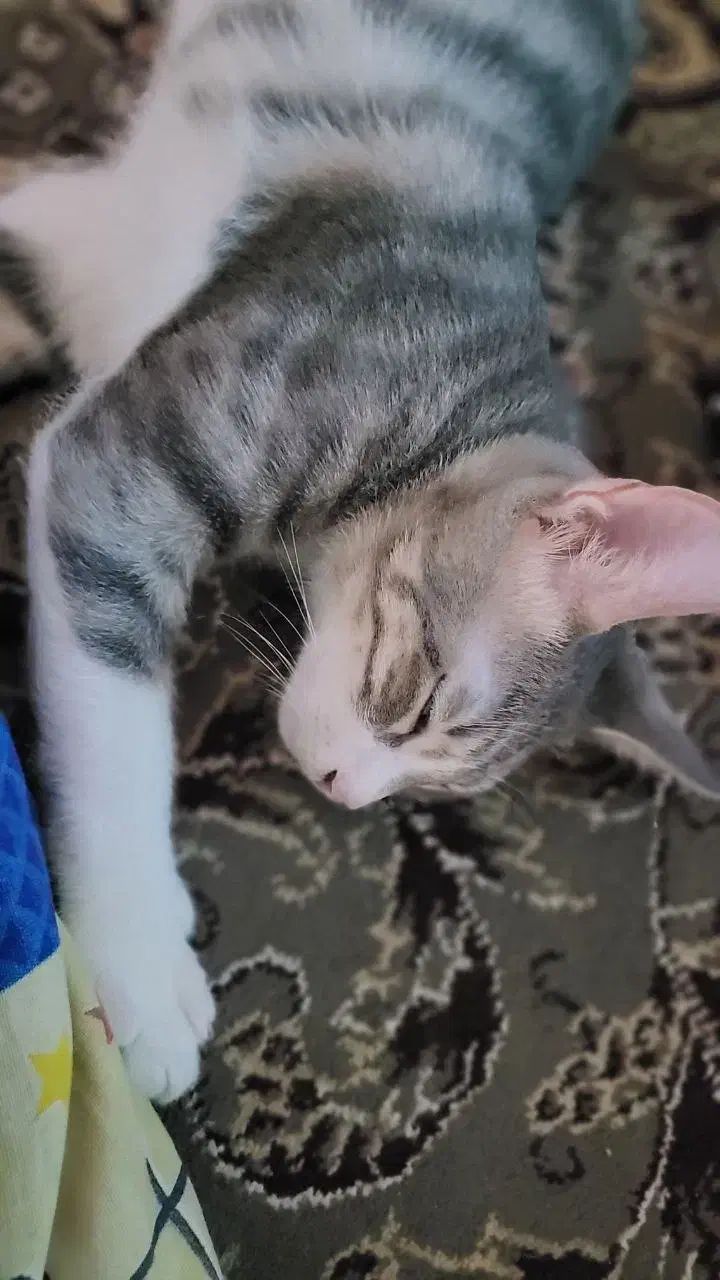 گربه نر سه ماهه|گربه|رشت, نظری|دیوار