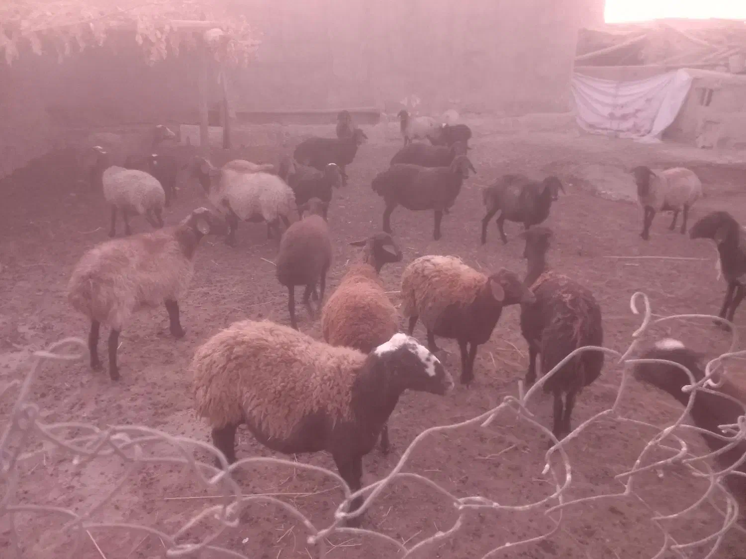 گوسفند میش|حیوانات مزرعه|فامنین, |دیوار