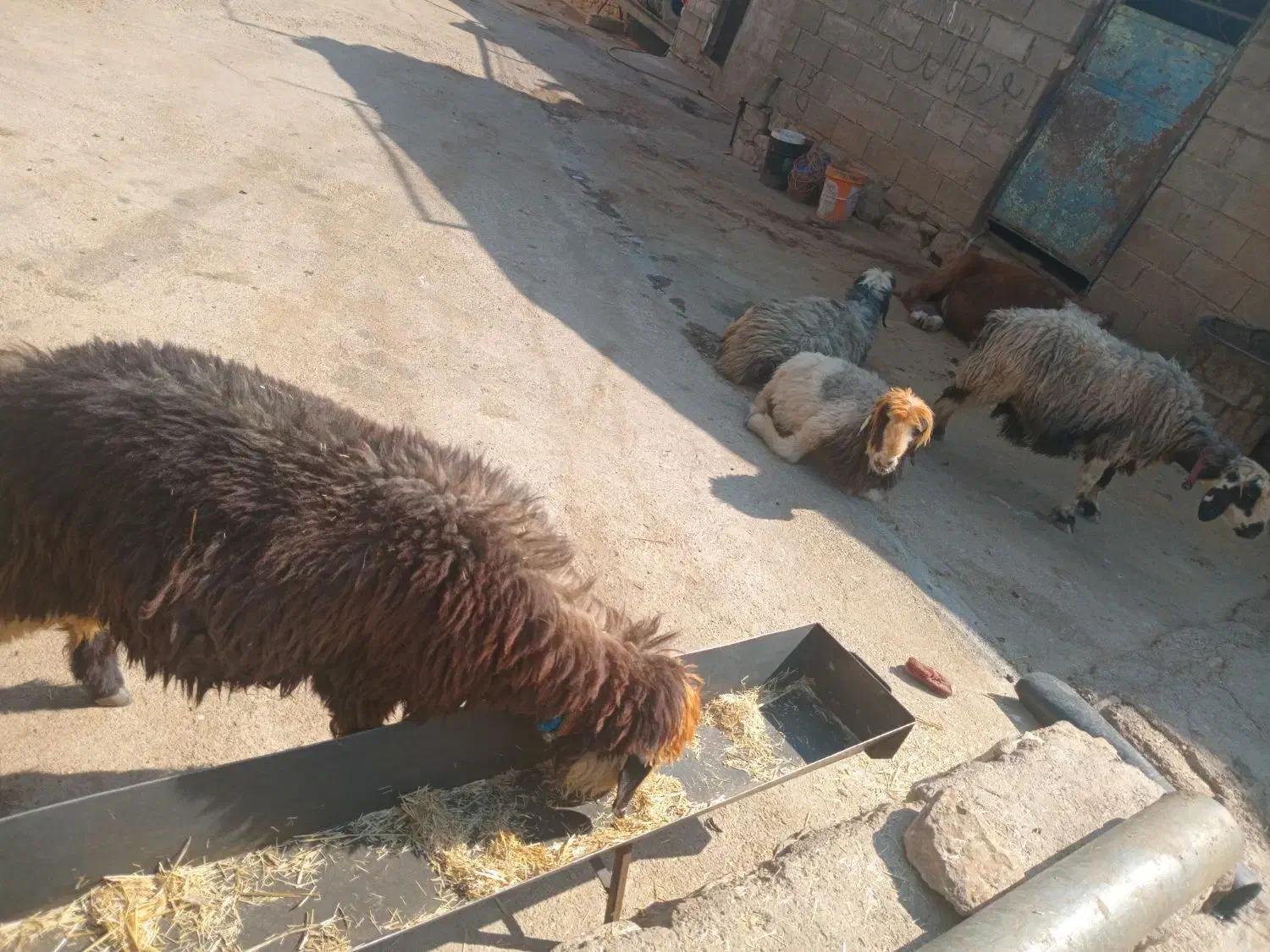 میش بز ترکی|حیوانات مزرعه|مسجد سلیمان, |دیوار