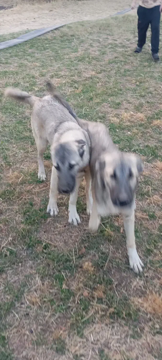 توله سگ ۷ماه|سگ|باروق, |دیوار