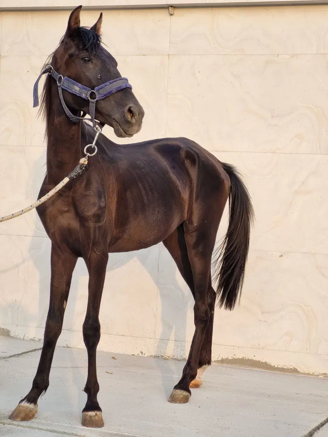 نریون عرب|اسب و تجهیزات اسبسواری|دوگنبدان, |دیوار