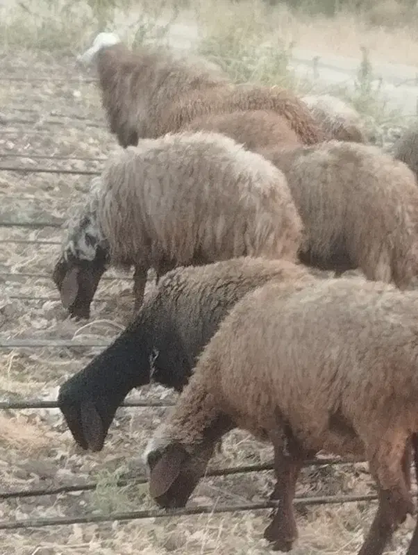 کاور ماده باب داشت|حیوانات مزرعه|مریوان, |دیوار