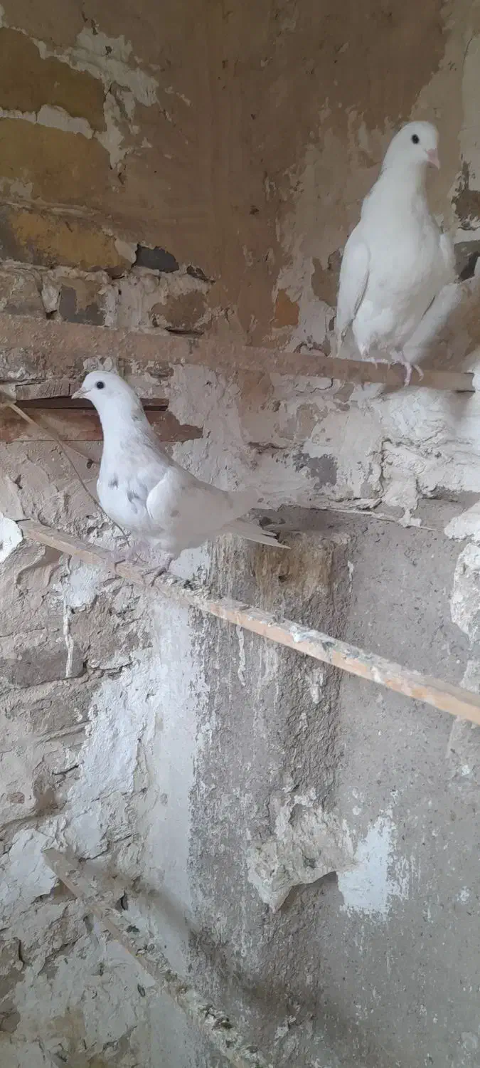 پرنده|پرنده|پاکدشت, خاتون آباد|دیوار