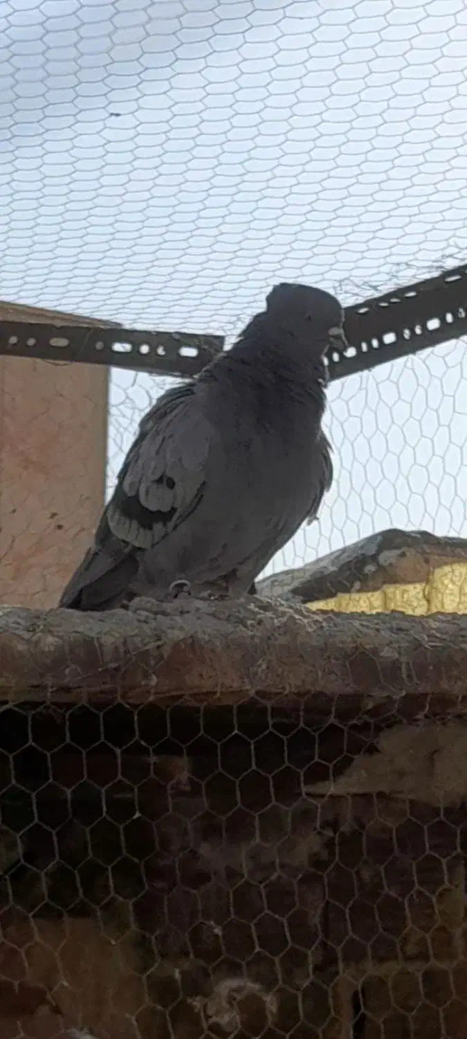 یک جفت کبوتر کلکسیونی|پرنده|اصفهان, جاوان|دیوار