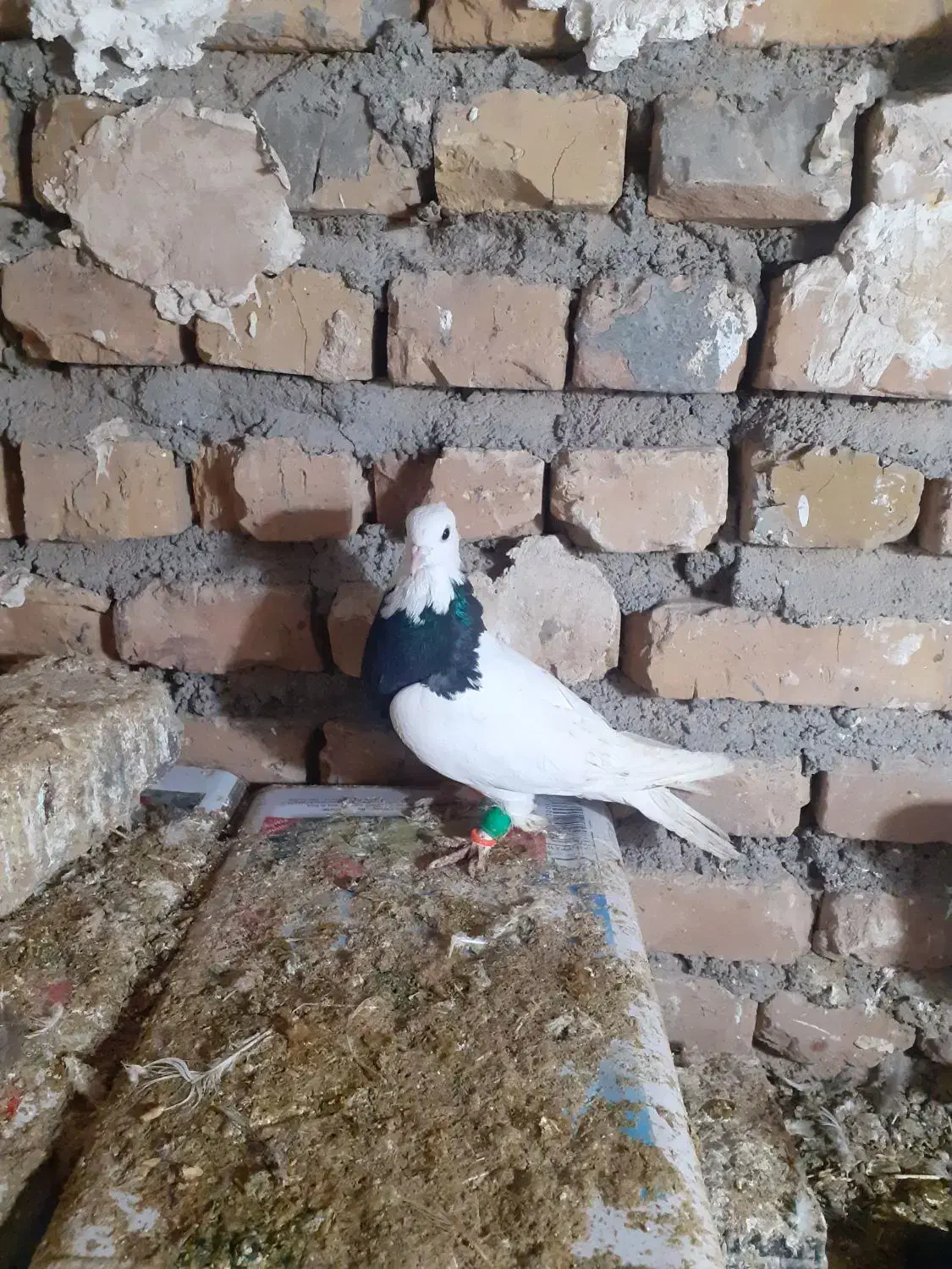 کفتر|پرنده|فریمان, |دیوار