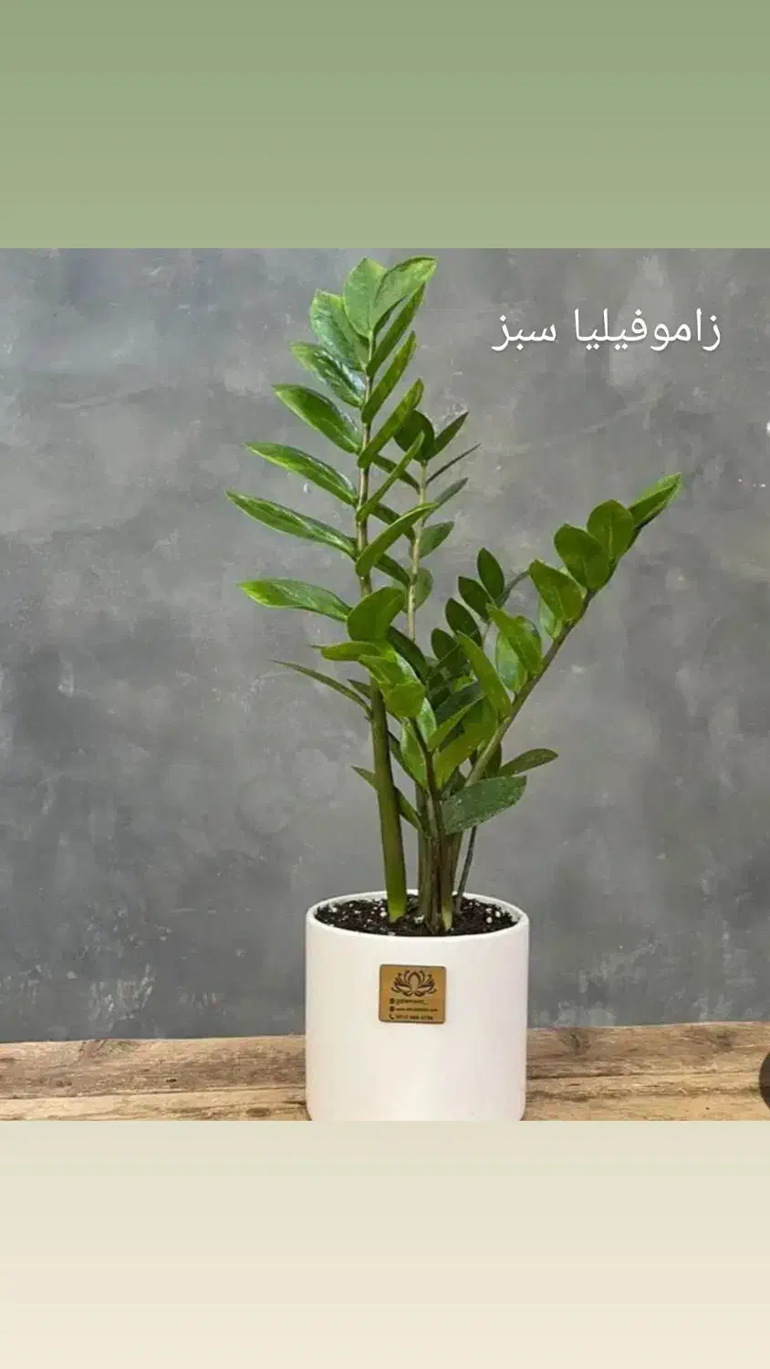 گل آپارتمانی|گل و گیاه طبیعی|مهران (ایلام), |دیوار