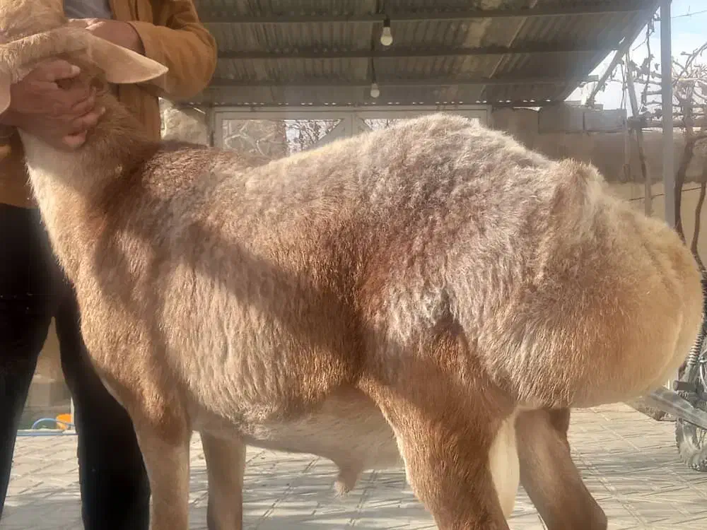 بره چینی اصیل|حیوانات مزرعه|آباده, |دیوار