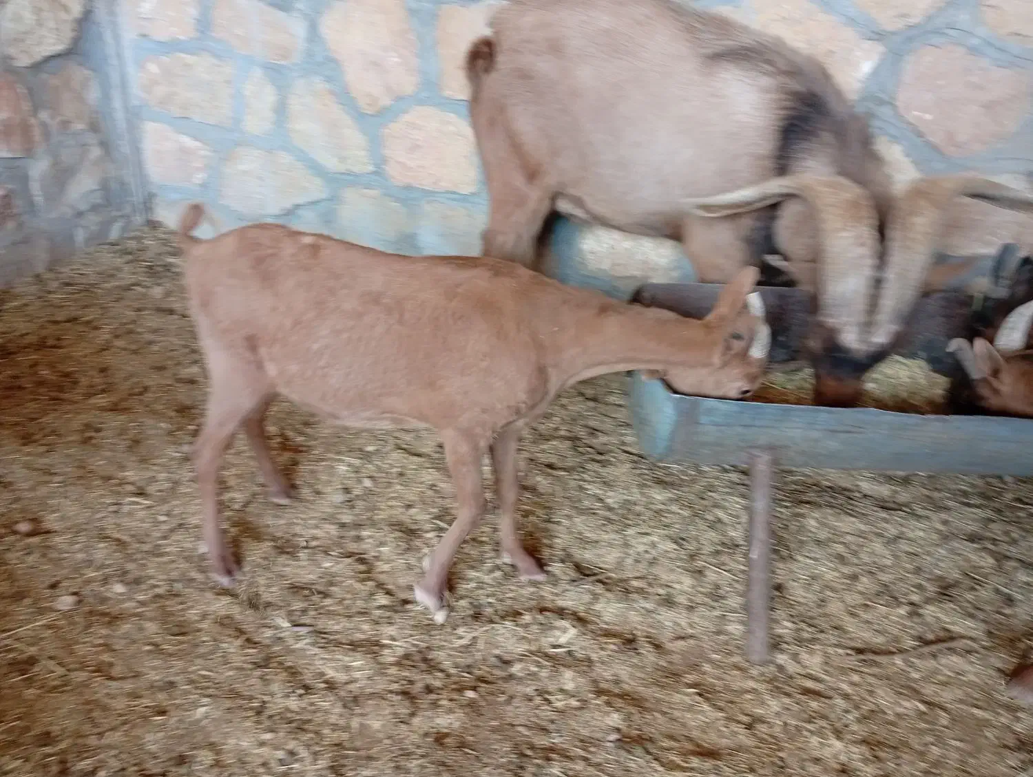 آلپاین|حیوانات مزرعه|شیراز, قلات|دیوار