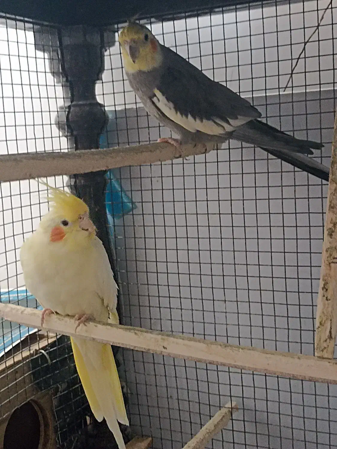 عروس هلندی (جفت)|پرنده|تربتحیدریه, مظفریه|دیوار