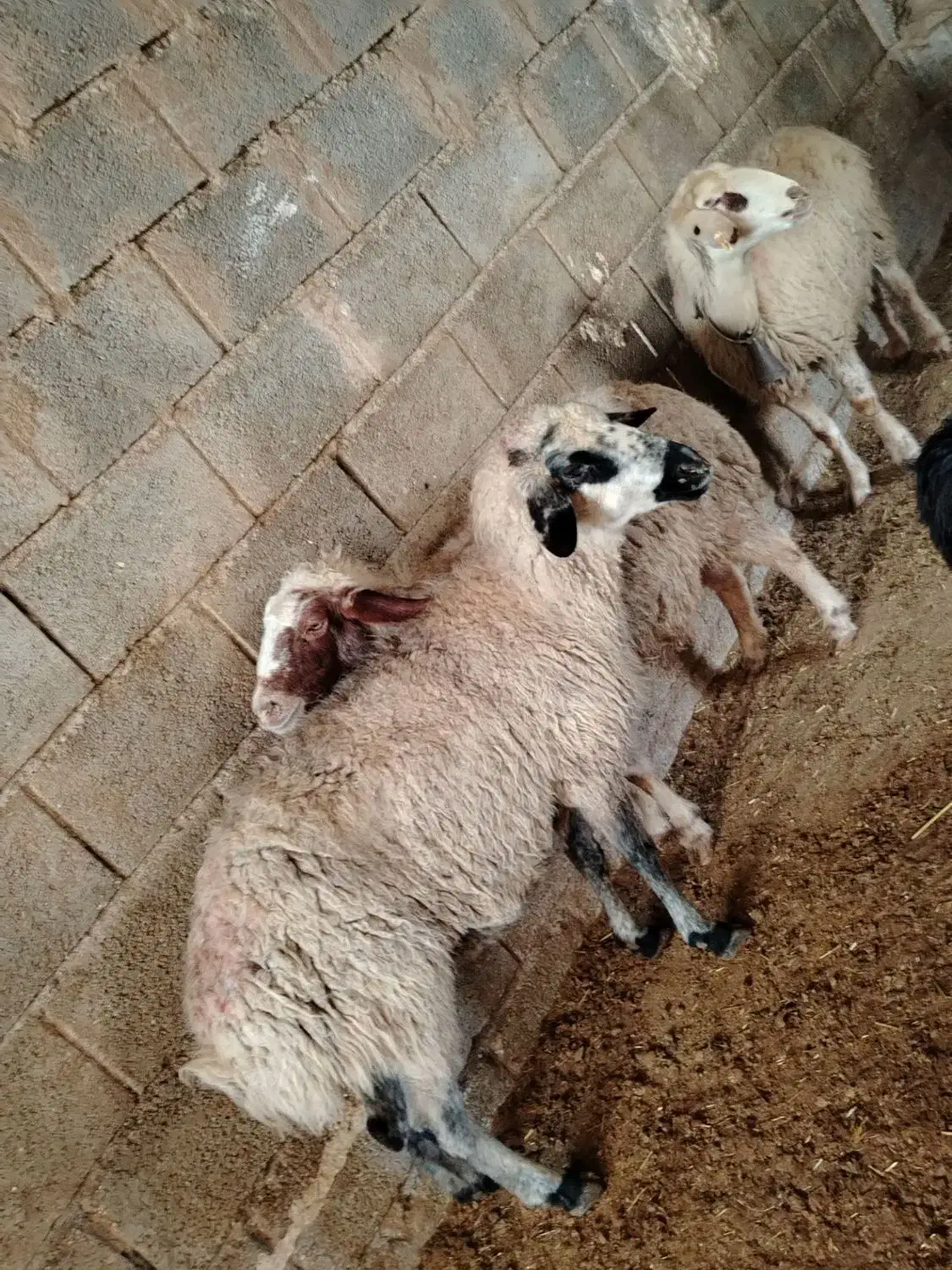 میش بره بزغاله|حیوانات مزرعه|نجف‌آباد, ویلاشهر|دیوار