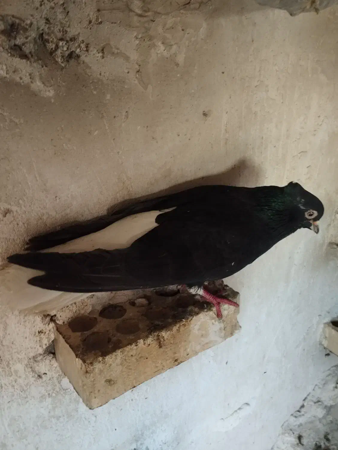 نردم سفید|پرنده|خرم‌آباد, |دیوار