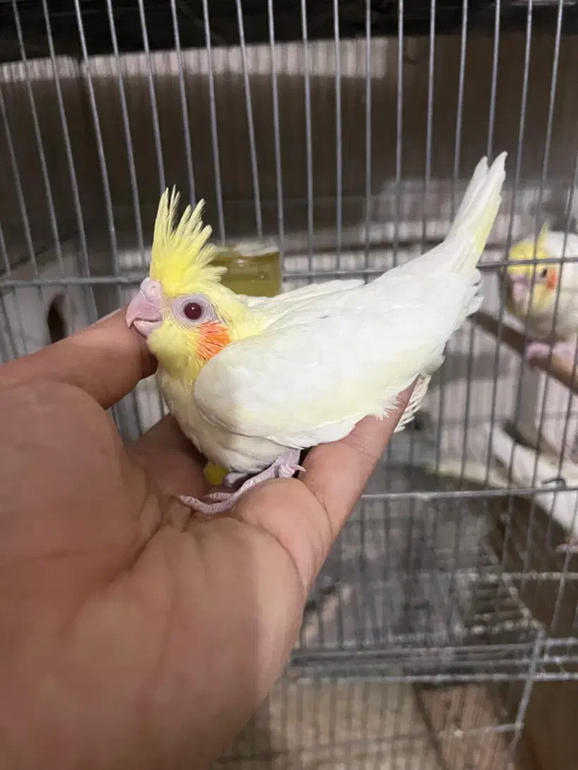 جوجه عروس هلندی|پرنده|قم, امامزاده ابراهیم|دیوار