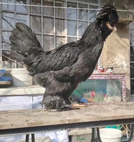 مرغ سلطان|حیوانات مزرعه|بومهن, |دیوار