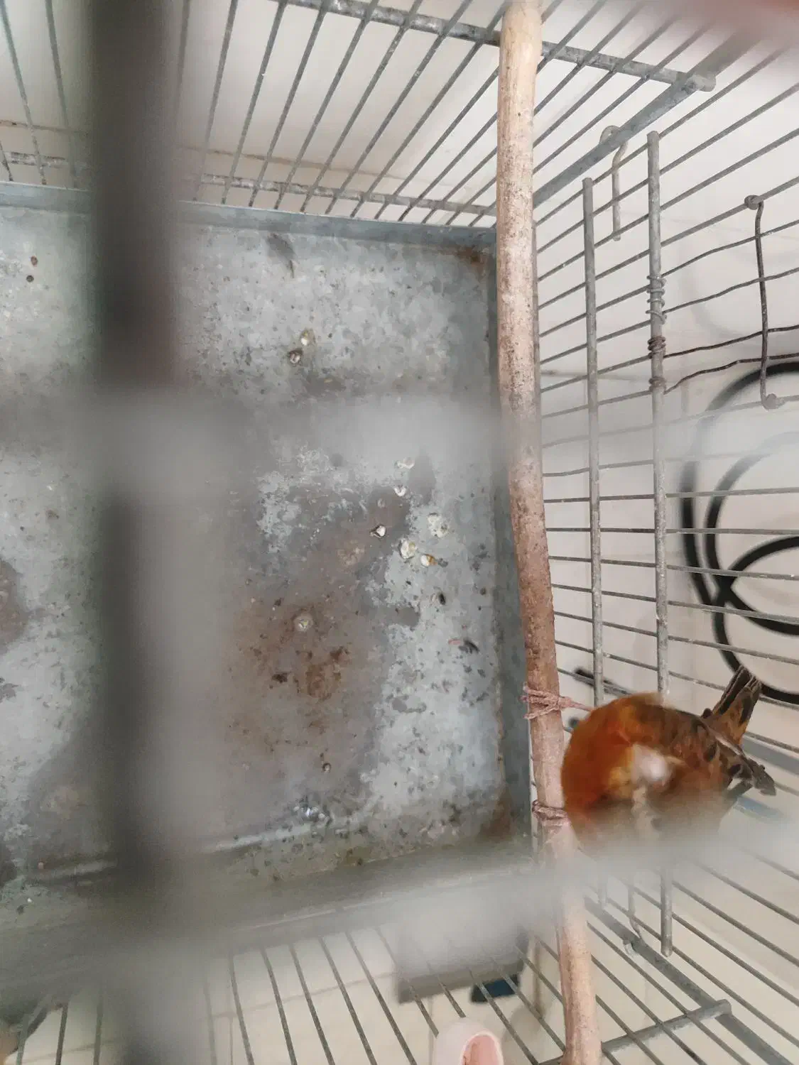 قناری ماده جفتی سهره|پرنده|قدس, شهر‌قدس|دیوار