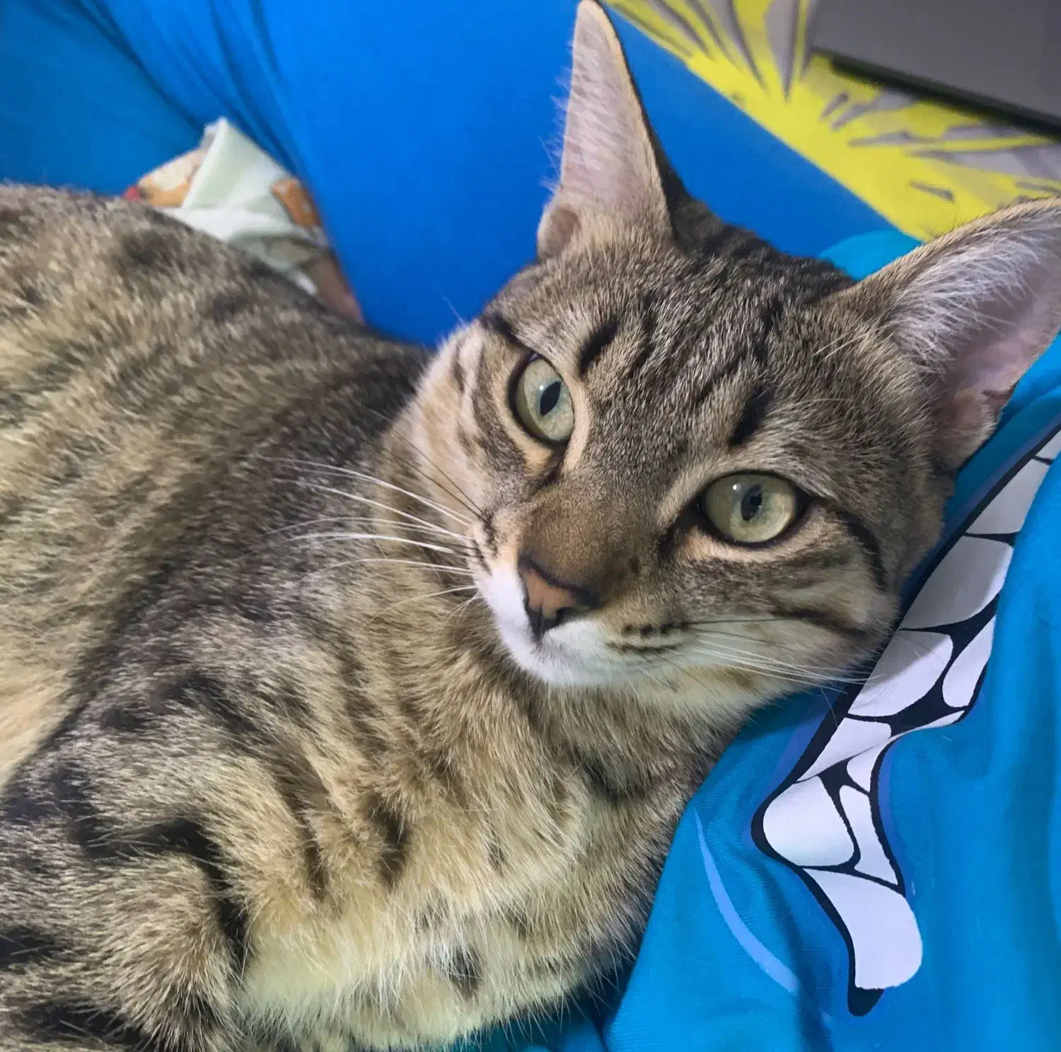 گربه گمشده|گربه|قم, شاه ابراهیم|دیوار