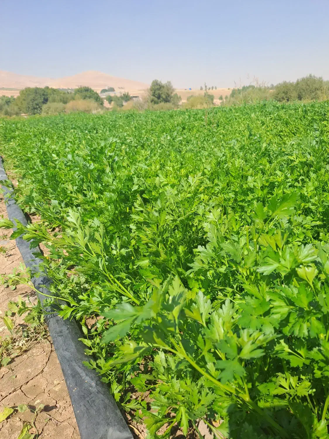 سبزی خورشتی و خوردنی طلا|خوردنی و آشامیدنی|الشتر, |دیوار
