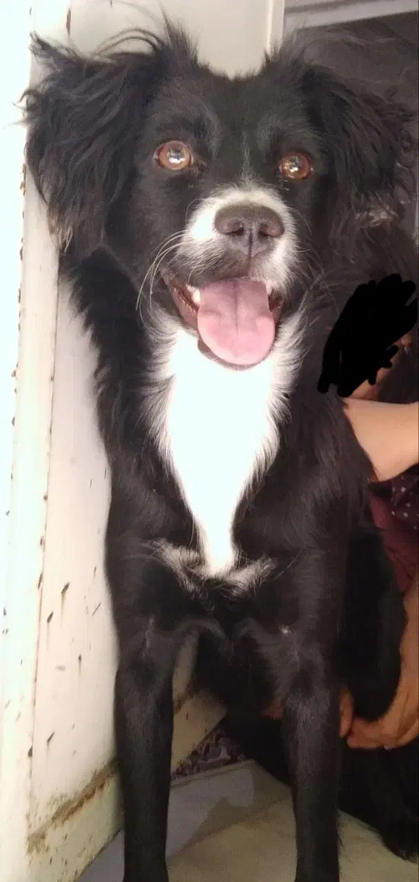 سگم گم شده|حیوانات|تربتحیدریه, یحیی آباد|دیوار