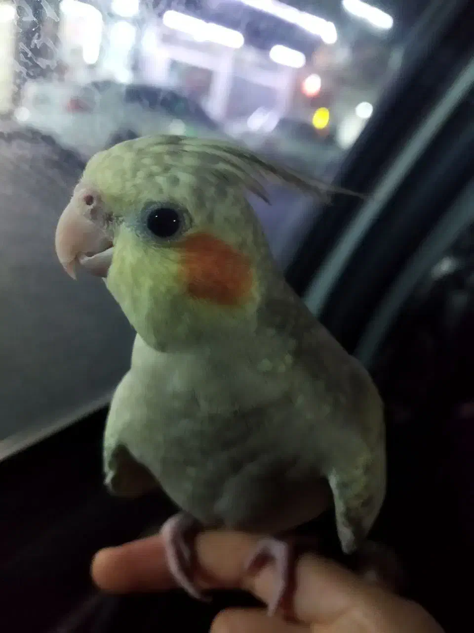 عروس هلندی گمشده|حیوانات|اسلام‌شهر, شهرک سعیدیه|دیوار