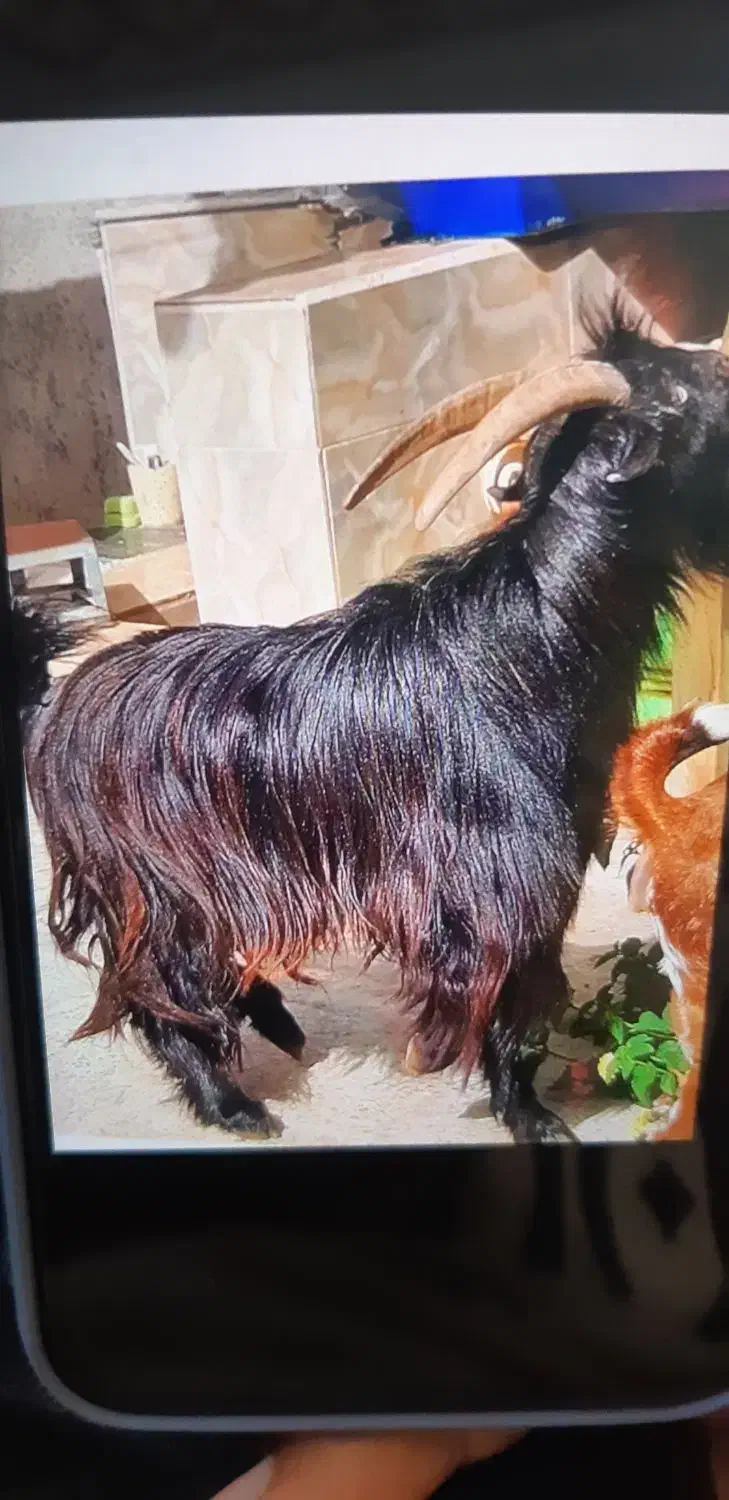 کهره نر|حیوانات مزرعه|بندر کنگان, |دیوار