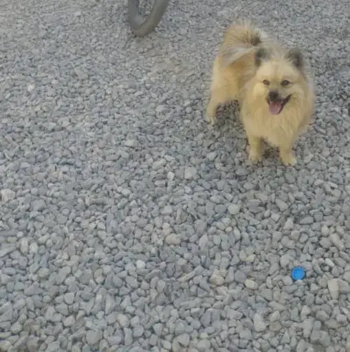 سگ پامرانین روباهی|سگ|مرودشت, زنگی آباد|دیوار