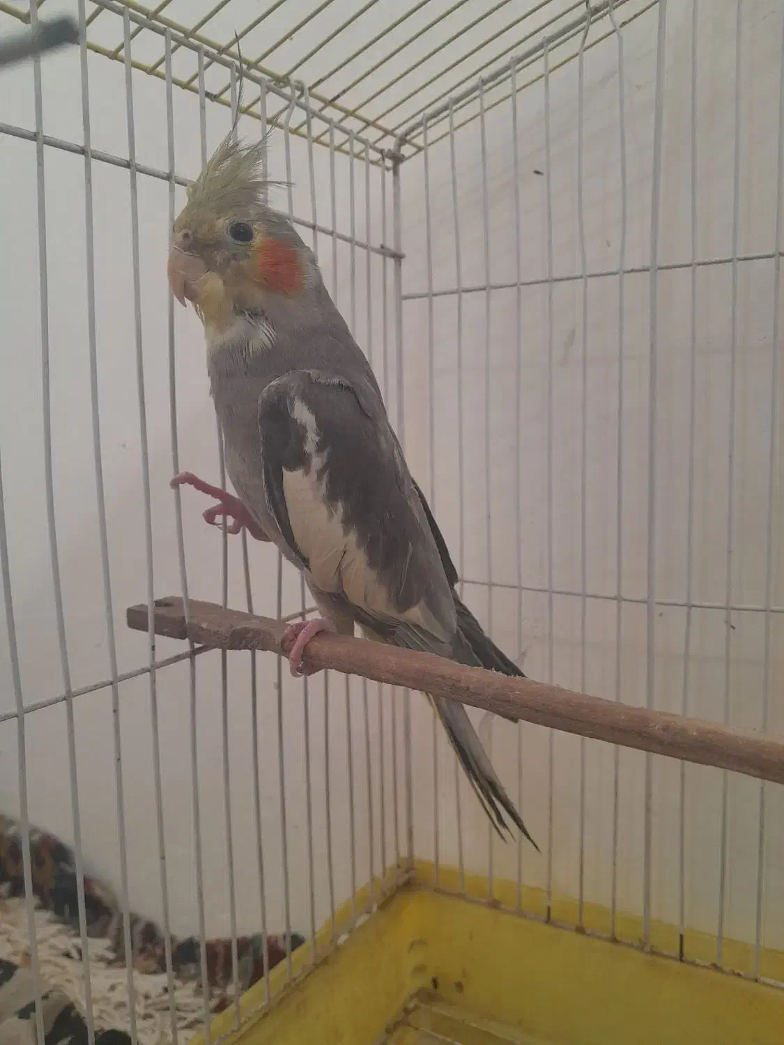 عروس سخنگو|پرنده|سنگر, |دیوار