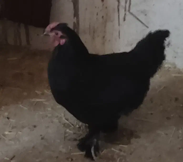 خروس چینی مینیاتوری|حیوانات مزرعه|تفت, |دیوار