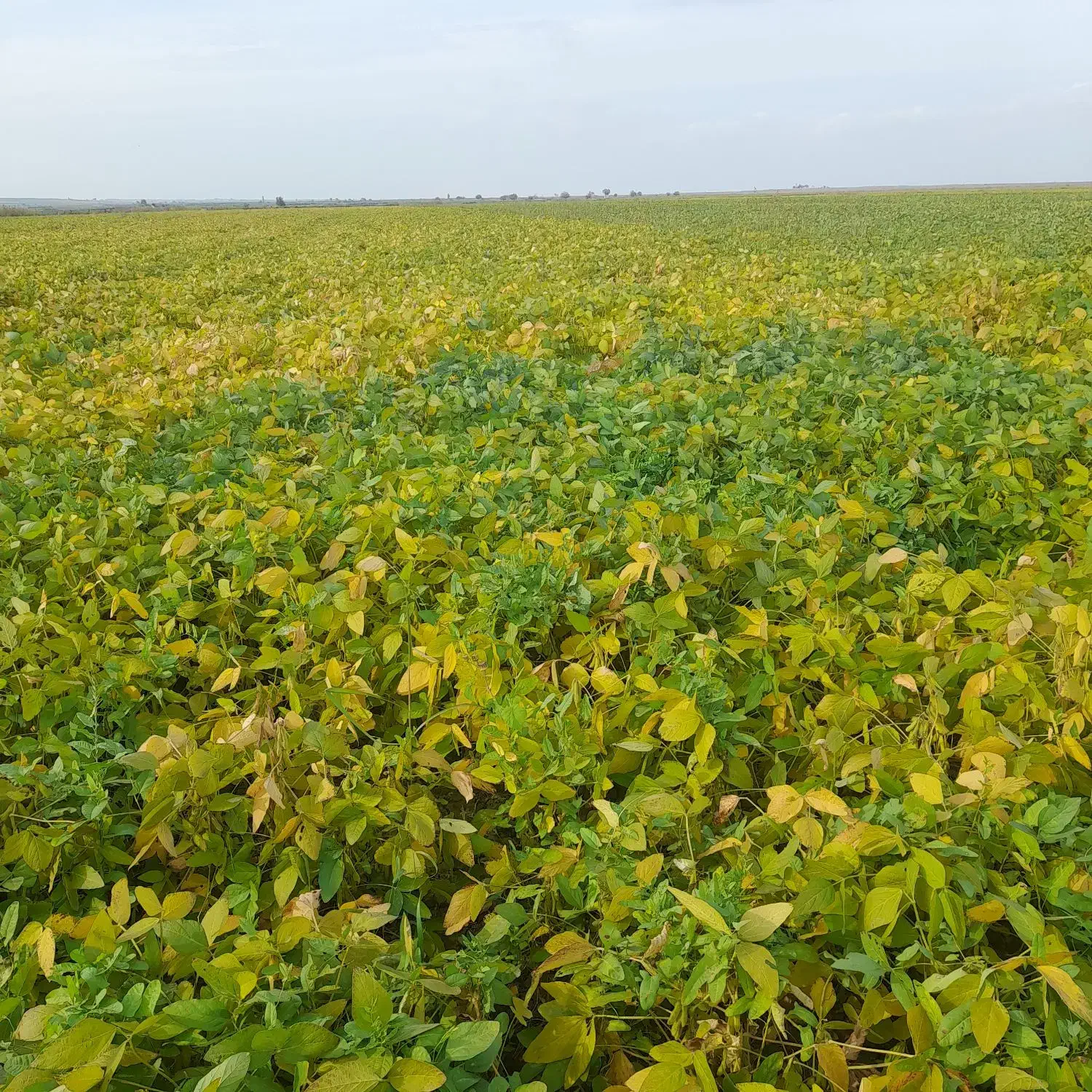 اجاره زمین کشاورزی|اجارهٔ دفتر صنعتی، کشاورزی، تجاری|بیله سوار, |دیوار