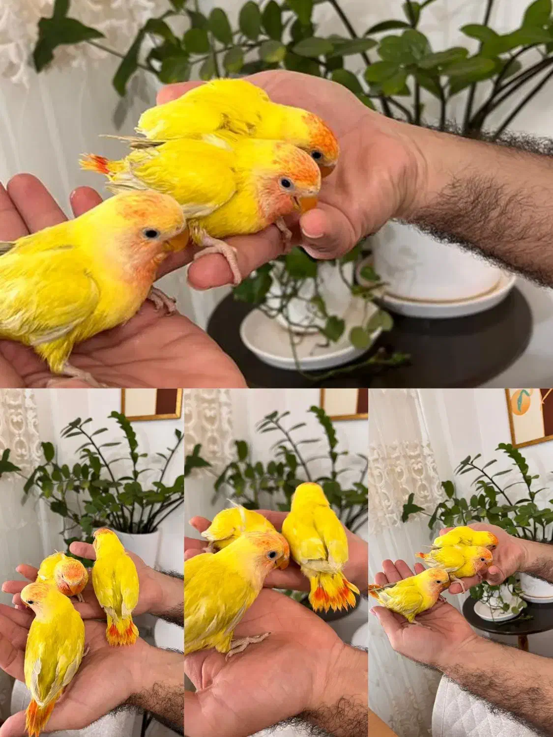 فروش طوطی برزیلی دستی و رام در رنگ‌های متنوع|پرنده|لنگرود, |دیوار