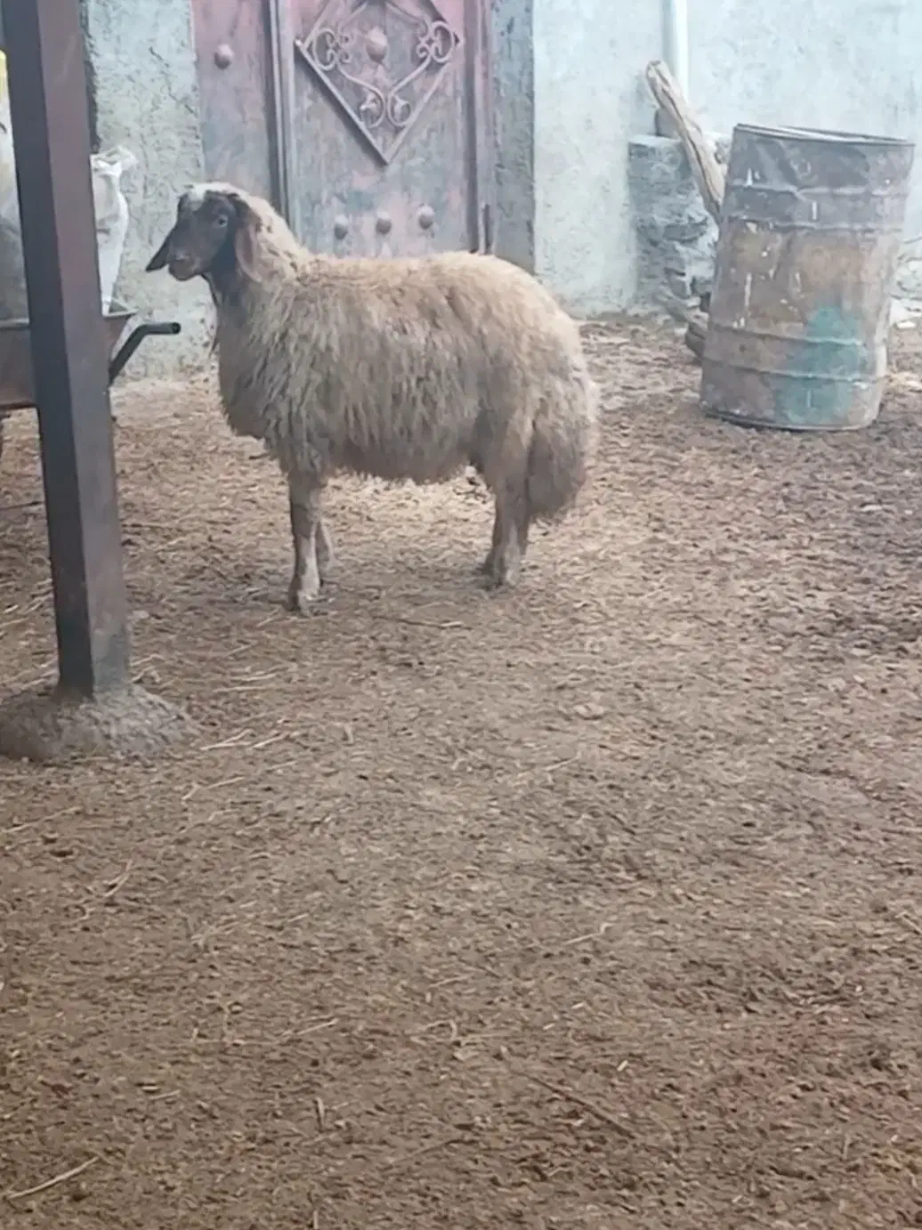 بره قوچ و کاور ورن سنجابی|حیوانات مزرعه|کوزران, |دیوار