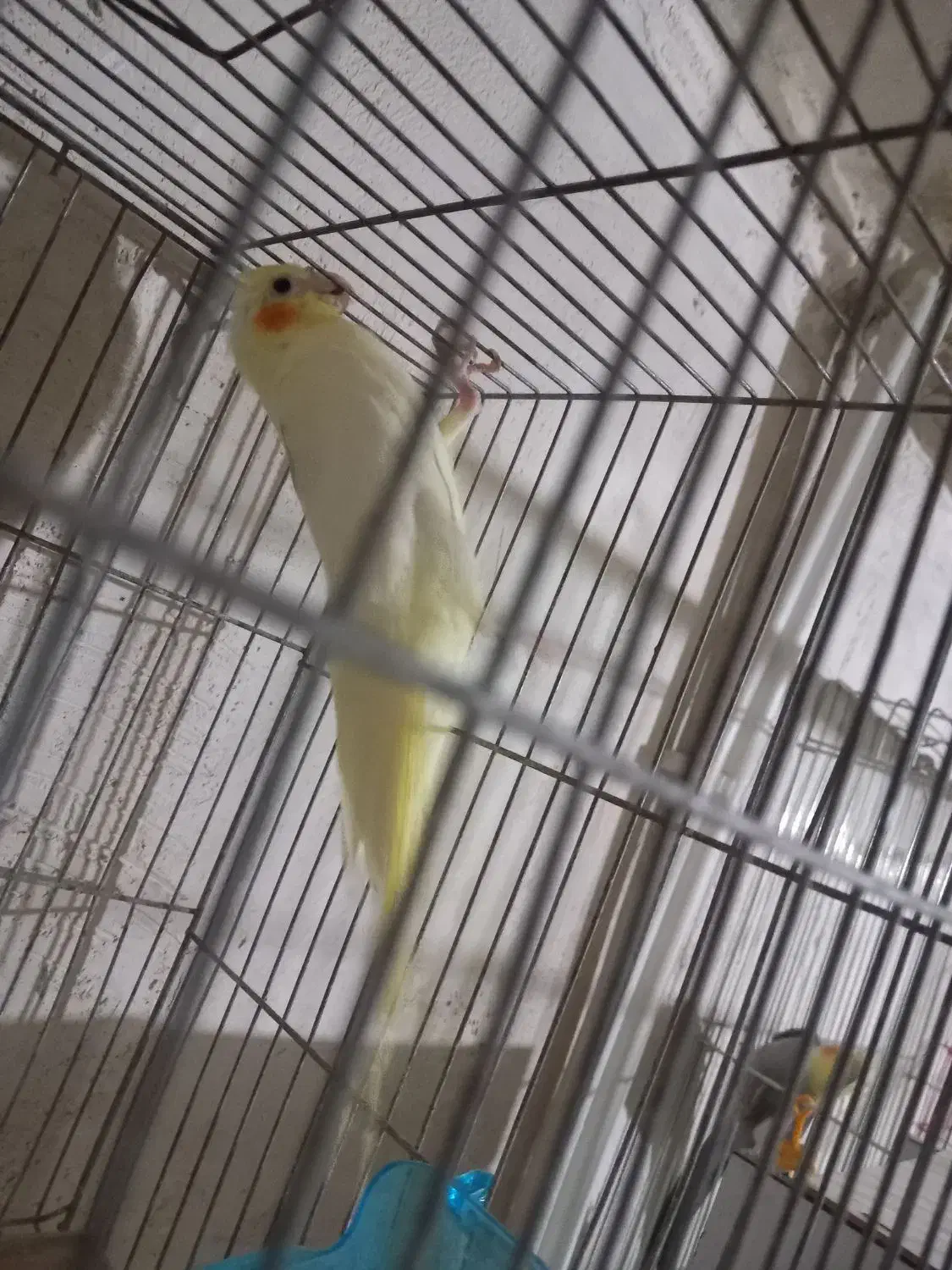 فروش مادع|پرنده|نقده, |دیوار