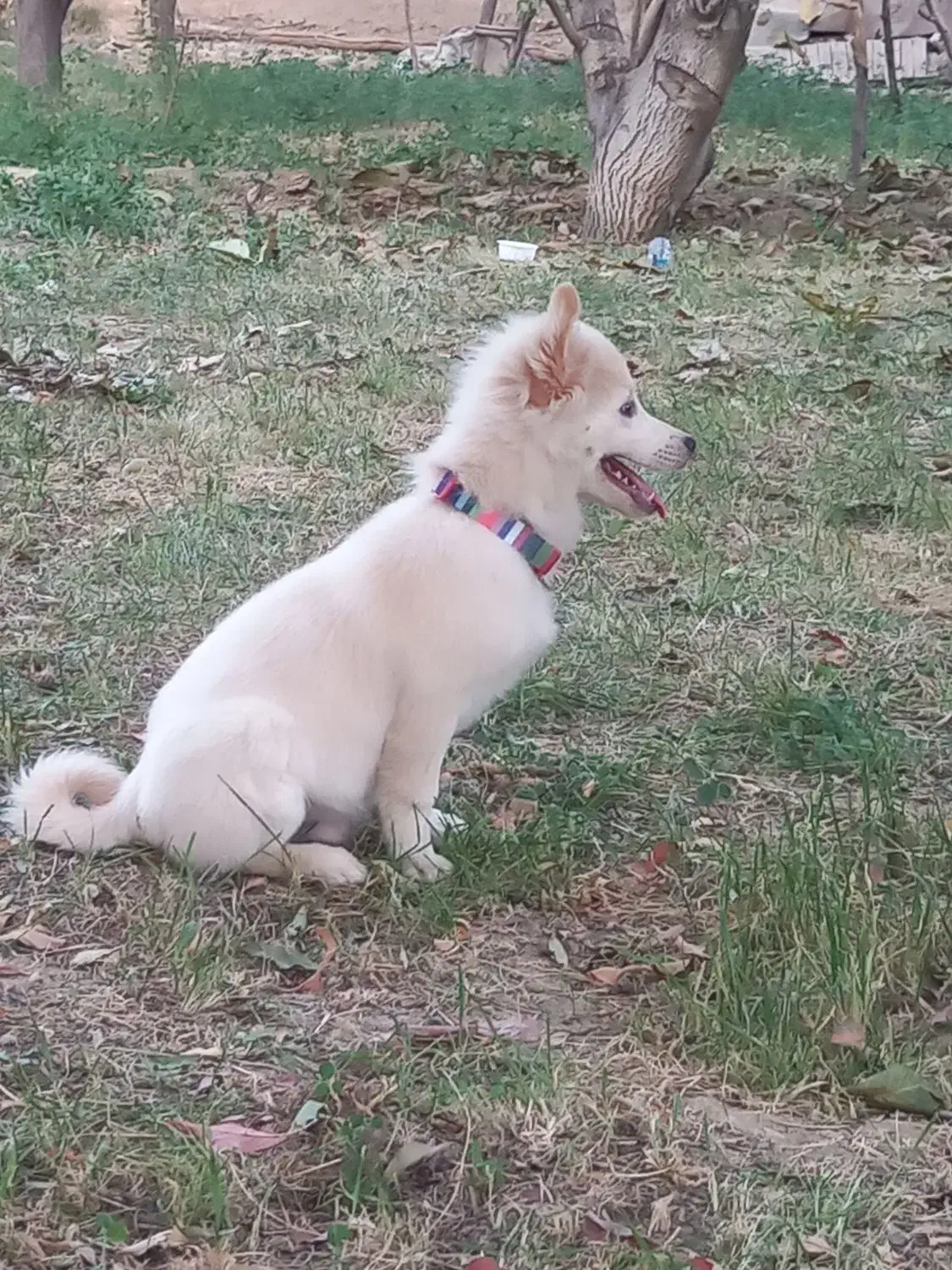 سگ نر شش ماهه|سگ|میاندوآب, |دیوار