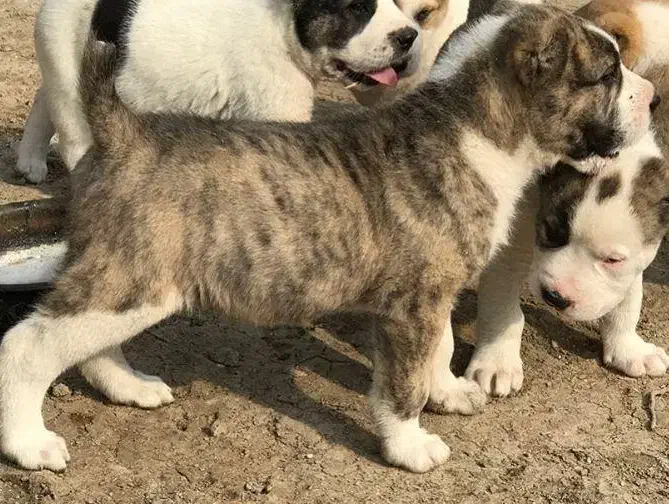 سگ توله الی آلابای|سگ|مشهد, امیر آباد|دیوار