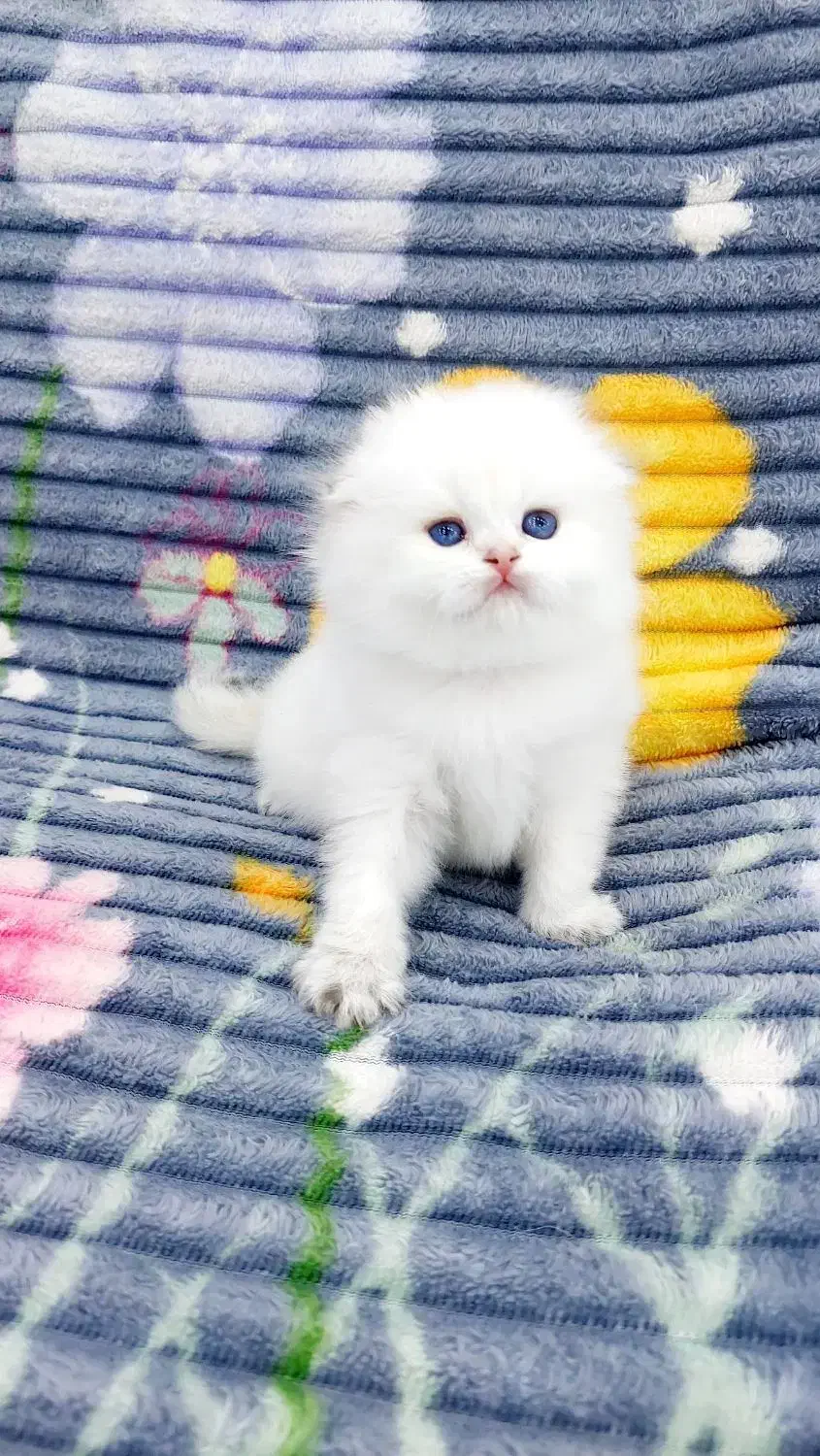 بچه گربه های زیبا و دلربا|گربه|آبادان, |دیوار