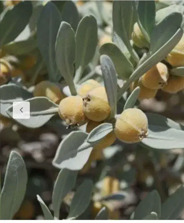 بزر پنیرک|گل و گیاه طبیعی|سراوان, |دیوار