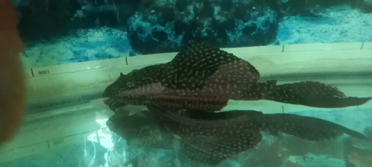 ماهی و لجن خوار|ماهی|یزد, |دیوار