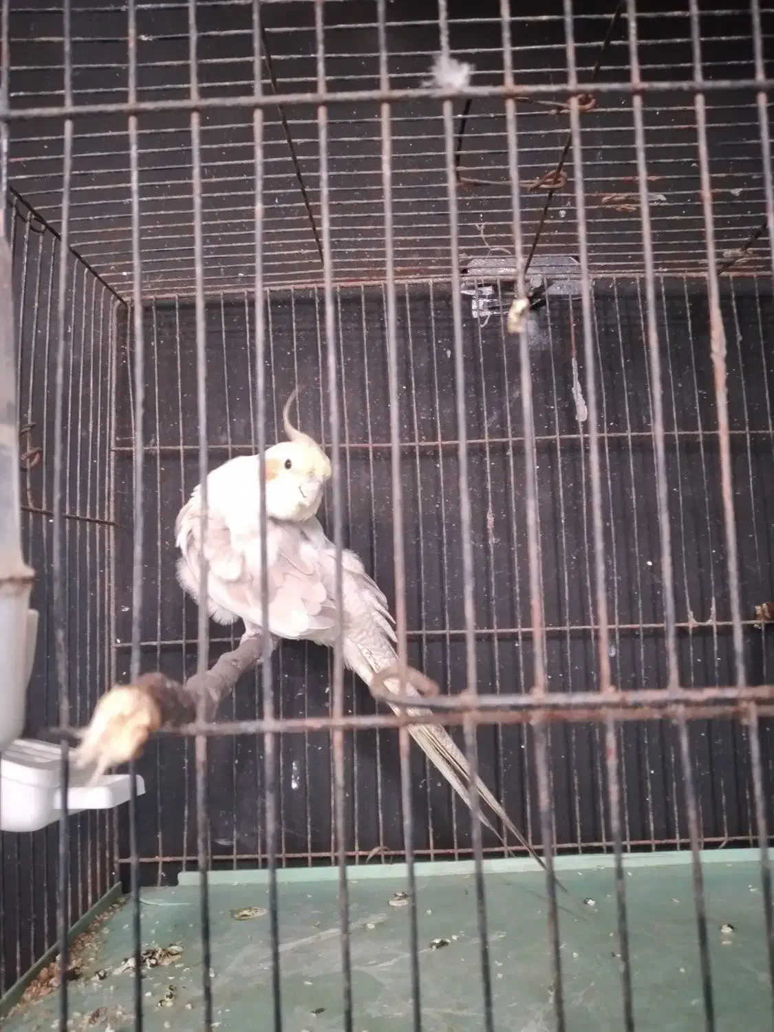 طوطی عروس نر|پرنده|خوشرودپی, |دیوار