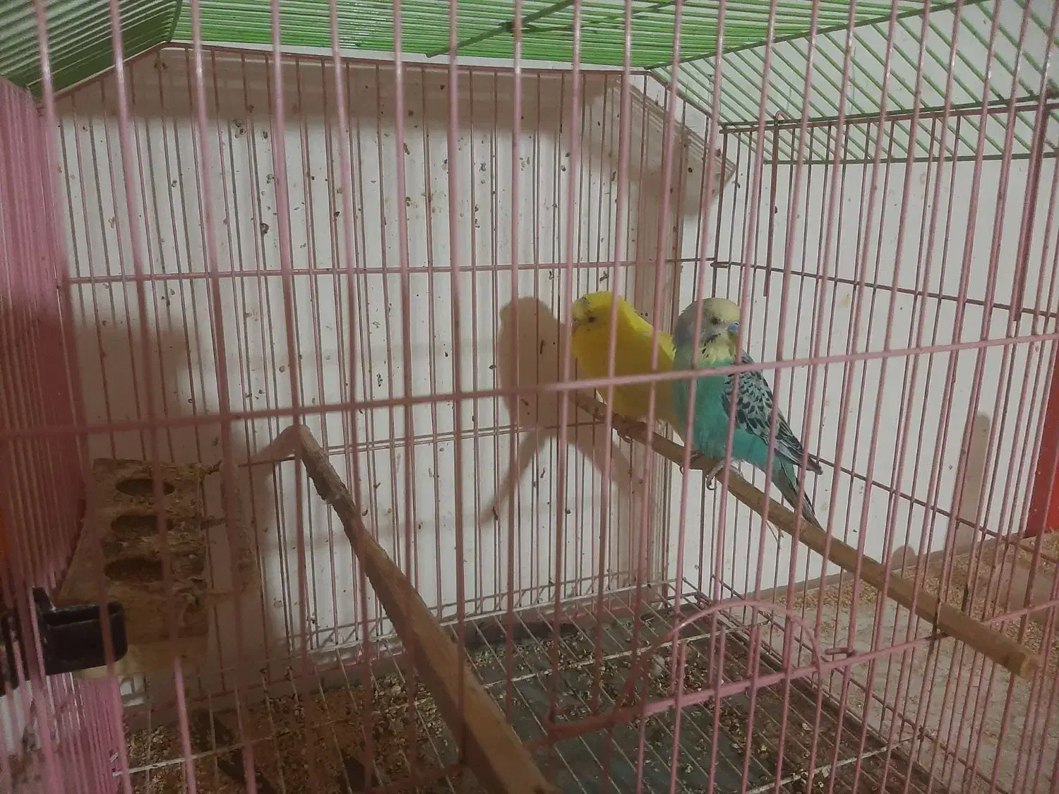 مرغ عشق خوش رنگ|پرنده|فردیس, شهرک وحدت|دیوار