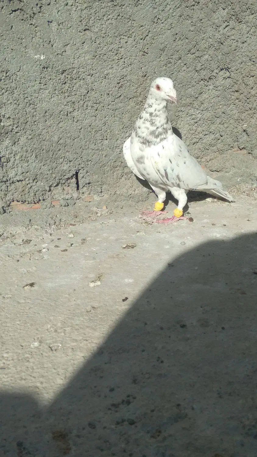 کبوتر پرشی|پرنده|شیروان (خراسان), |دیوار