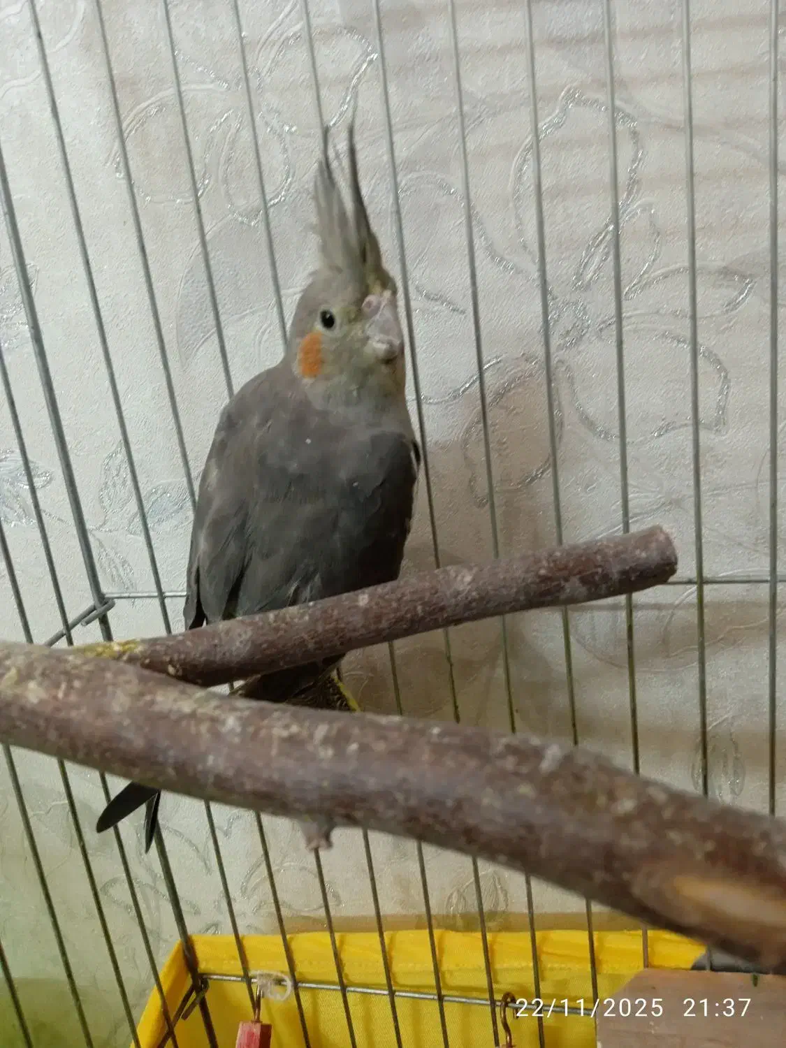 عروس هلندی|پرنده|تهران, جیحون|دیوار