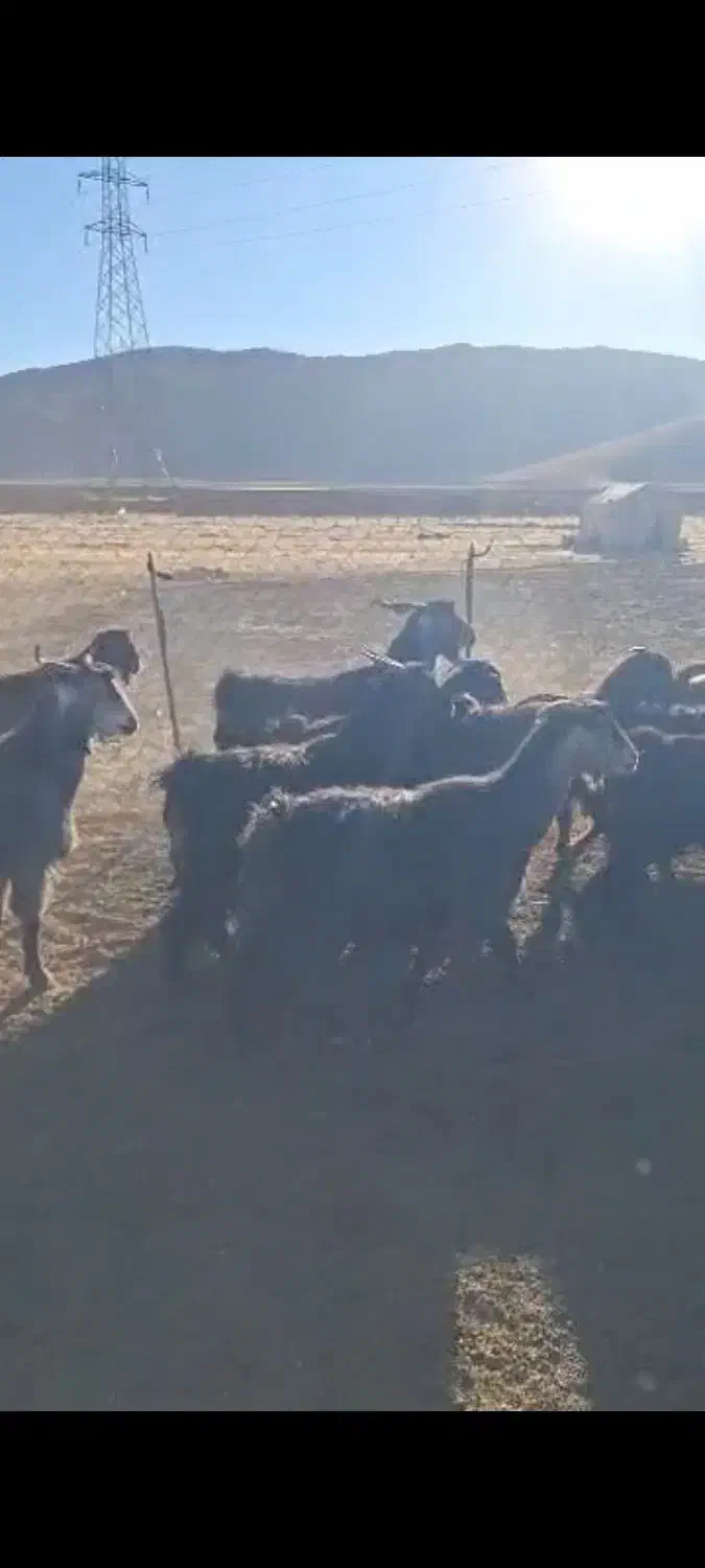 بزداشتی|حیوانات مزرعه|اقلید, |دیوار