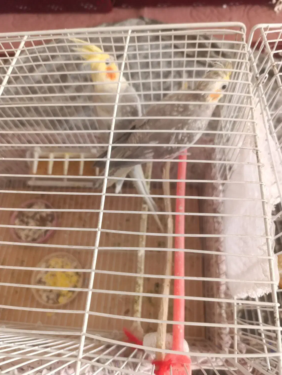 عروس هلندی جفت|پرنده|سبزوار, چهارراه فرودگاه|دیوار