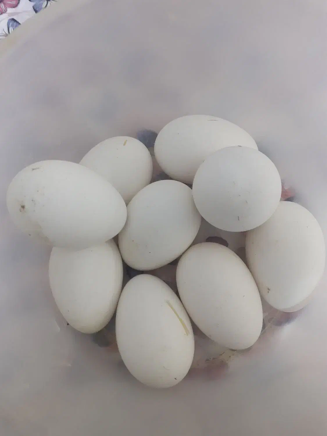 تخم غو غاز|حیوانات مزرعه|چمران, |دیوار