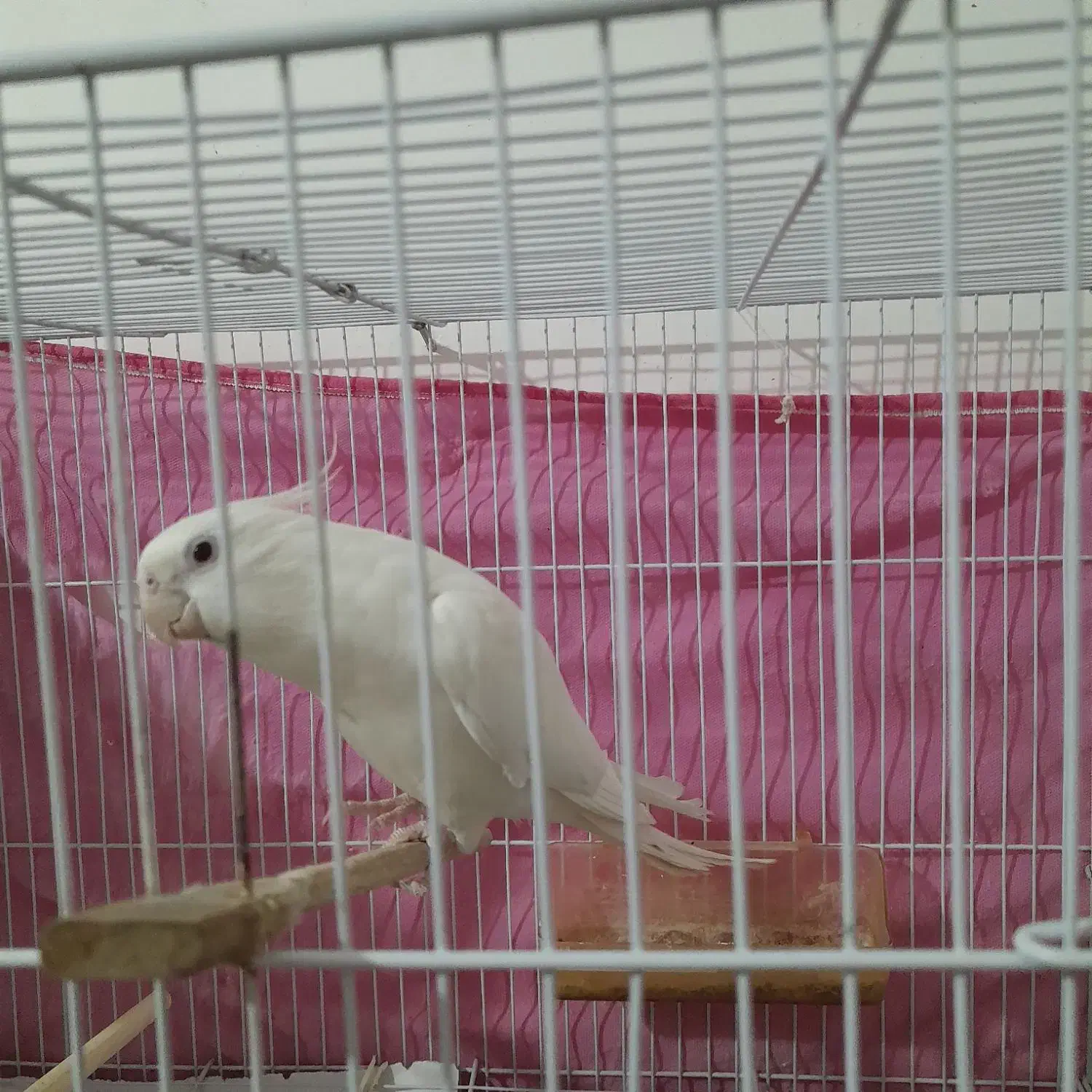 عروس هلندی نر کشیده|پرنده|تربت جام, میان جام|دیوار