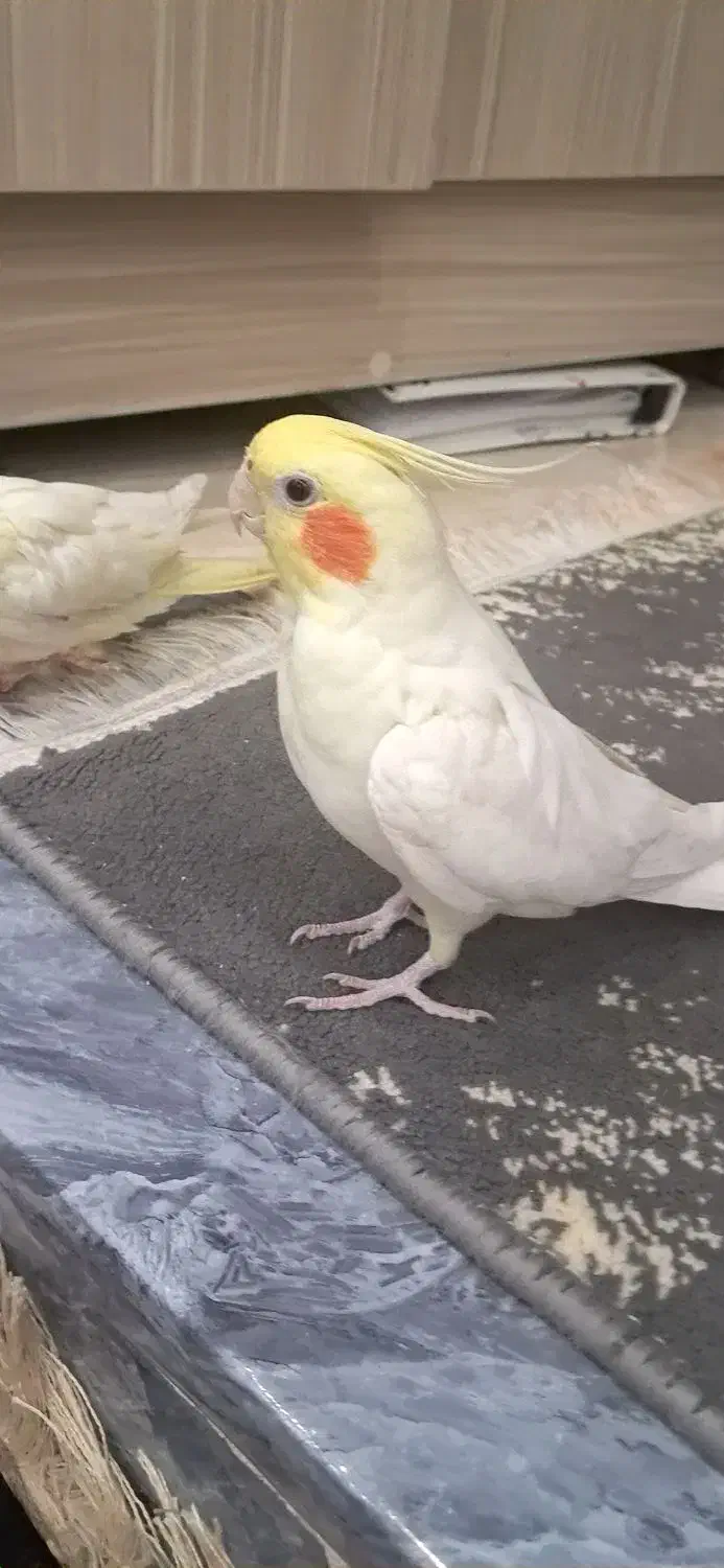 عروس هلندی|پرنده|ابهر, |دیوار