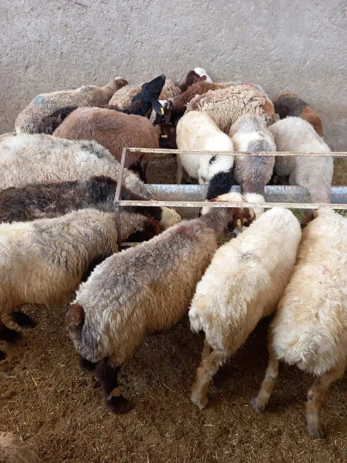 گوسفند زنده.نذری.چک.|حیوانات مزرعه|اصفهان, دستگرده|دیوار