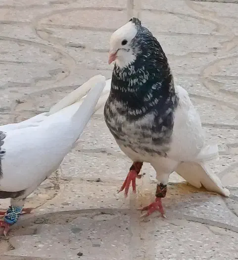 طوقی کله سینه جوجه کشی پرشی کفتر کبوتر.|پرنده|فریمان, |دیوار