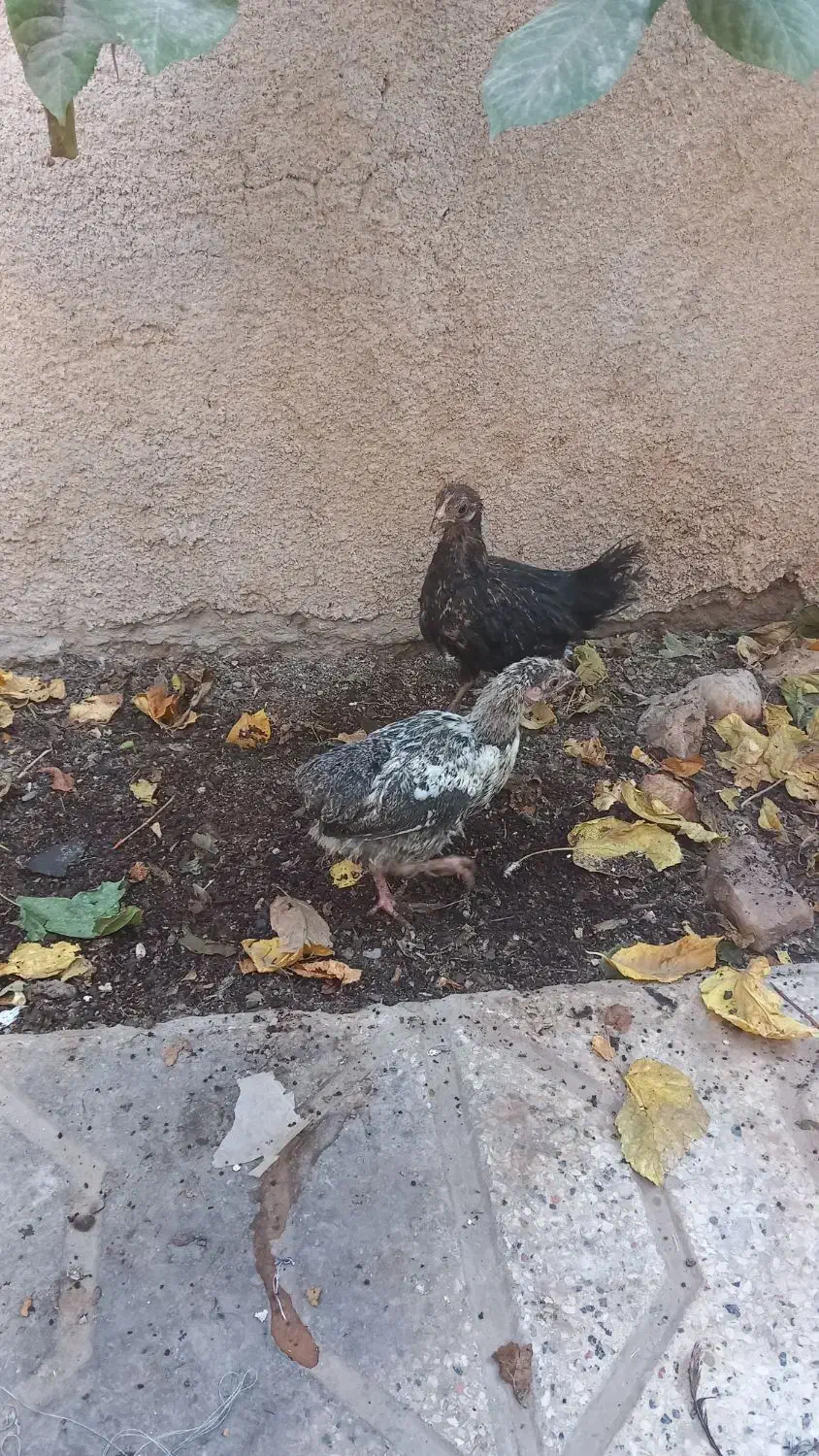 جوجه مرغ محلی|حیوانات مزرعه|مشهد, هفده شهریور|دیوار